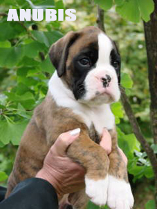 Anubis
