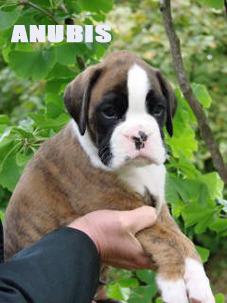 Anubis
