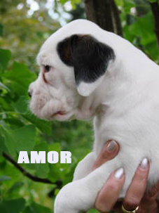 Amor