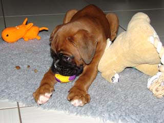 Weihnachtsboxer