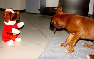 Weihnachtsboxer