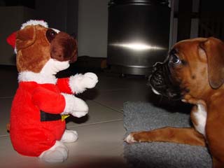 Weihnachtsboxer