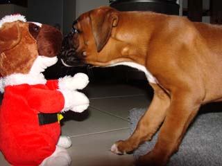 Weihnachtsboxer