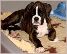 Corona von der Martinshöhe