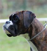 Corona von der Martinshöhe