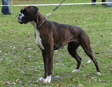 IBC-Jahressiegerzuchtschau