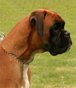 Havanna vom Europakanal