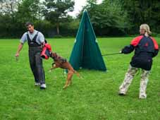 Schutzdienst mit Knut