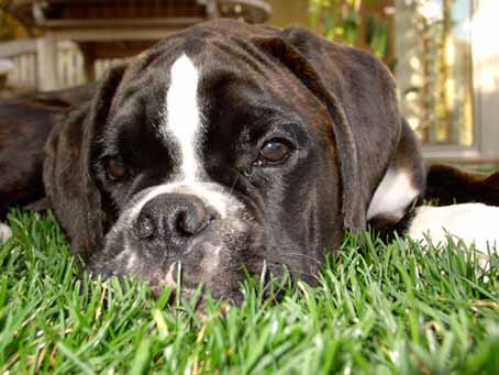 Macho liegt auf der Wiese und ruht sich aus